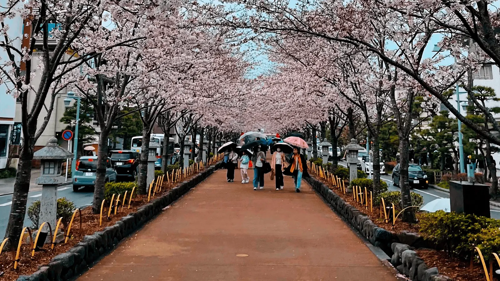 Paseo de cerezos en flor en primavera